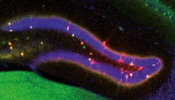 Hallan cómo el cerebro encuentra un equilibrio entre actualizar la memoria con nuevos datos y conservar los recuerdos