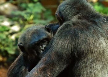 Los chimpancés roban menos comida a sus amigos que al resto