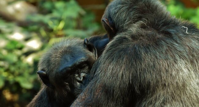 Los chimpancés roban menos comida a sus amigos que al resto