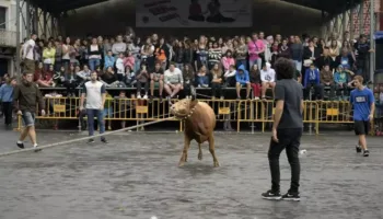 El Defensor del Pueblo comparte la preocupación de PACMA por la seguridad de los menores en los festejos taurinos de Euskadi