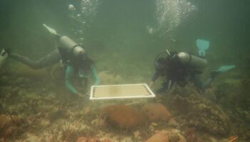 ‘Sombrillas’ submarinas para proteger a los corales de las olas de calor