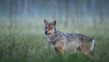 ANPBA presenta recurso de reposición contra la «Resolución» del Principado de Asturias  para el control del lobo años 2026-2027