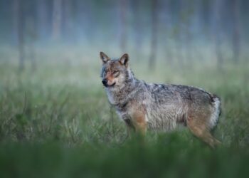 ANPBA presenta recurso de reposición contra la «Resolución» del Principado de Asturias  para el control del lobo años 2026-2027