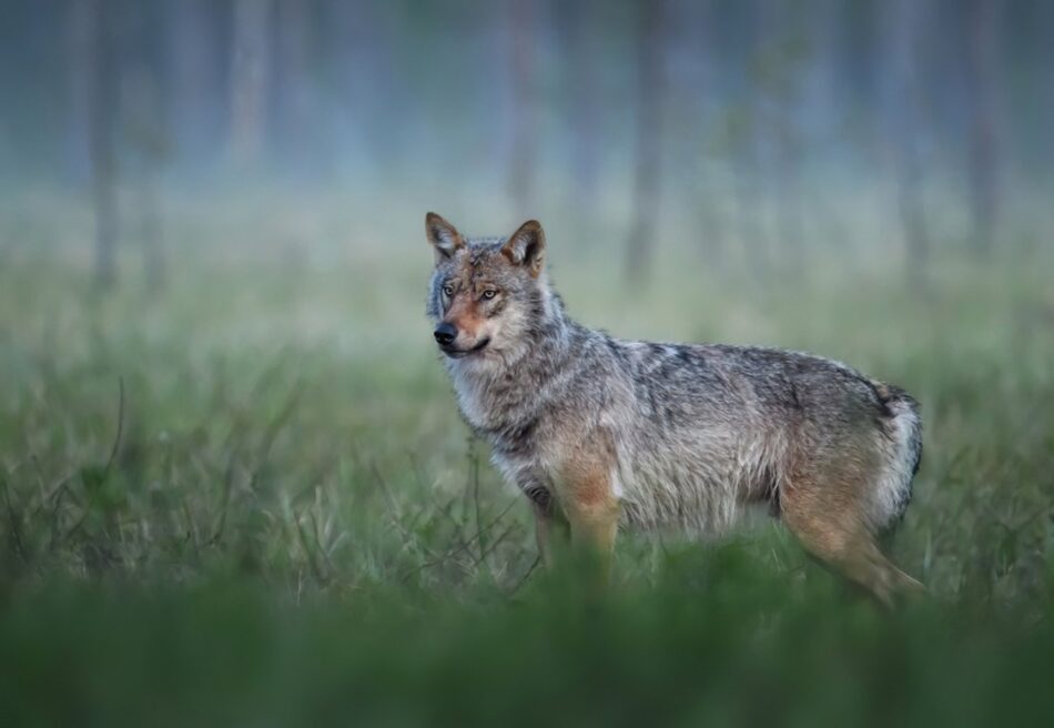 ANPBA presenta recurso de reposición contra la «Resolución» del Principado de Asturias  para el control del lobo años 2026-2027