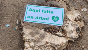‘Aquí falta un árbol–Ecomapa 2026’ registra en un fin de semana más de 148.000 puntos negros del arbolado urbano