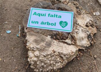 ‘Aquí falta un árbol–Ecomapa 2026’ registra en un fin de semana más de 148.000 puntos negros del arbolado urbano