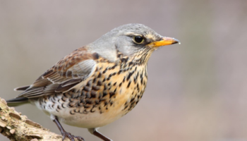 Piden la supresión de los pasos de palomas para acatar el auto judicial que suspende la caza de varias especies de aves