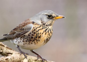 Piden la supresión de los pasos de palomas para acatar el auto judicial que suspende la caza de varias especies de aves