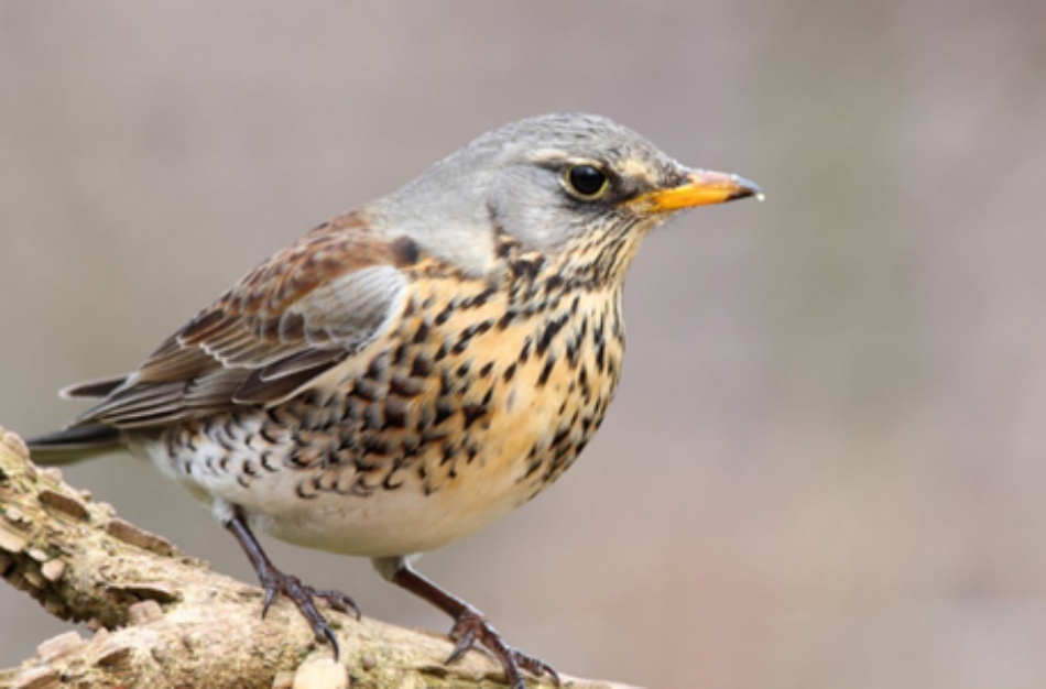 Piden la supresión de los pasos de palomas para acatar el auto judicial que suspende la caza de varias especies de aves