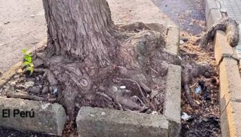 «Aquí falta un árbol» – Ecomapa 2026 en Monesterio
