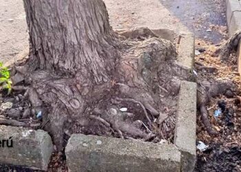 «Aquí falta un árbol» – Ecomapa 2026 en Monesterio
