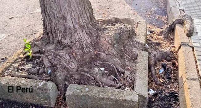 «Aquí falta un árbol» – Ecomapa 2026 en Monesterio