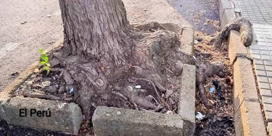 «Aquí falta un árbol» – Ecomapa 2026 en Monesterio