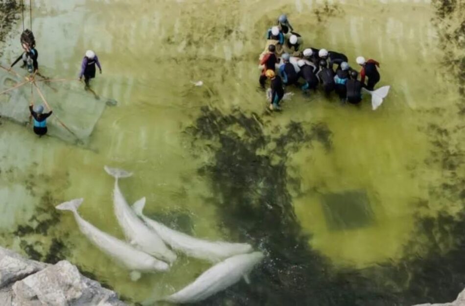 PACMA lleva a Transparencia la falta de acceso a los programas del Oceanogràfic tras investigar los destinos de los cetáceos de Marineland