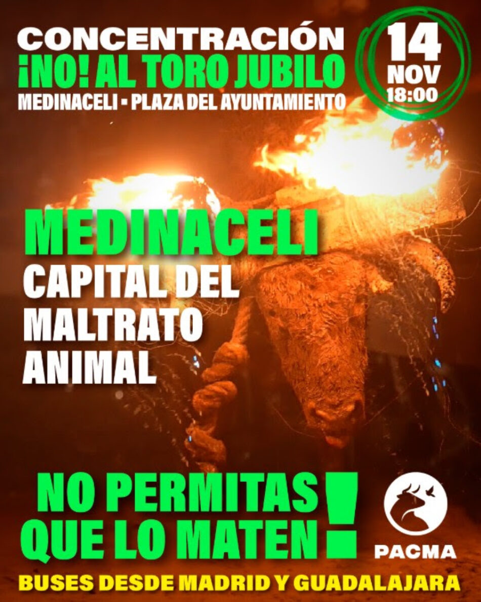 PACMA llama a la movilización contra el Toro Júbilo el 14 de noviembre y anuncia que convertirá Medinaceli en el nuevo Tordesillas